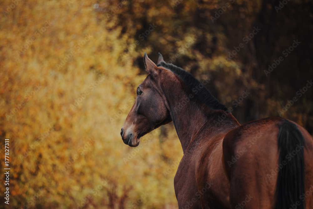 Obraz premium Bay horse gallops in an autumn landscape