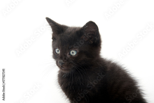 Portrait of black kitten