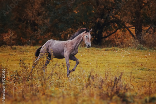 Gray foal in the autumn landscape