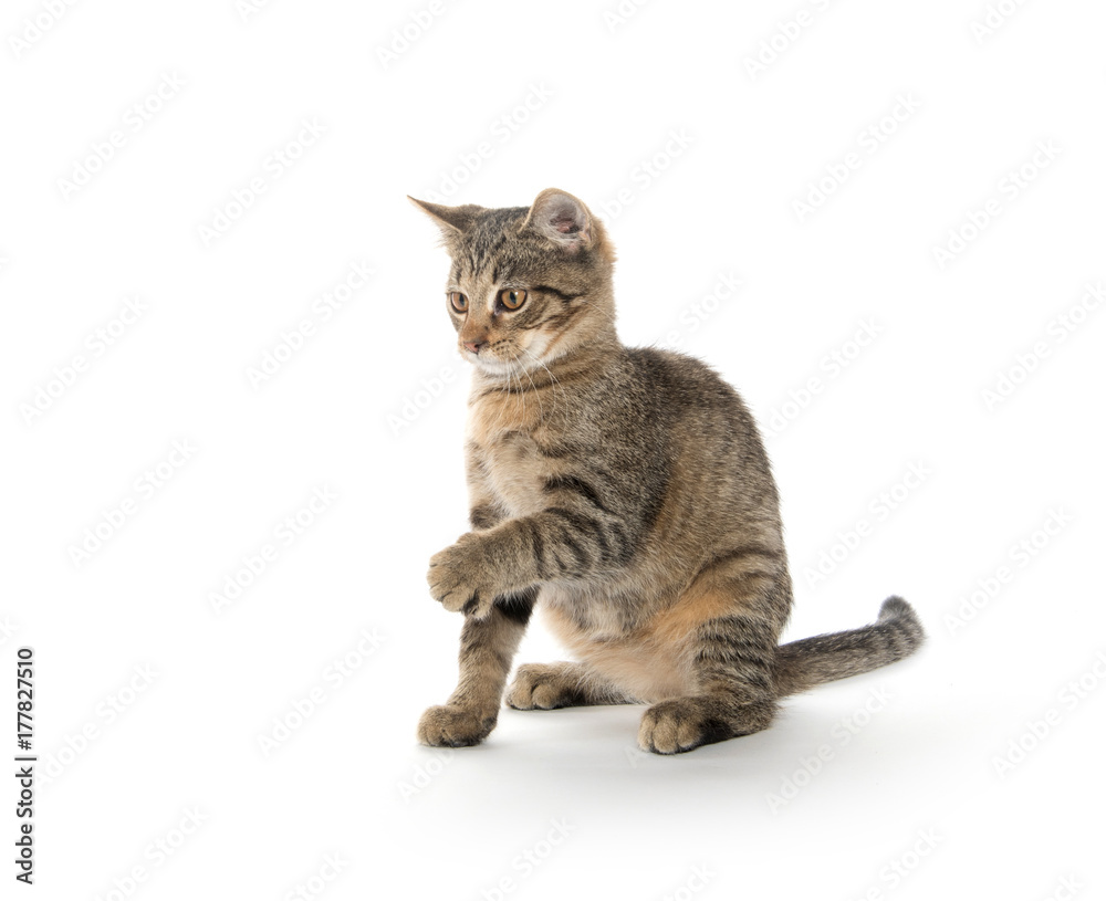 Tabby cat playing on white Tabby cat playing on white
