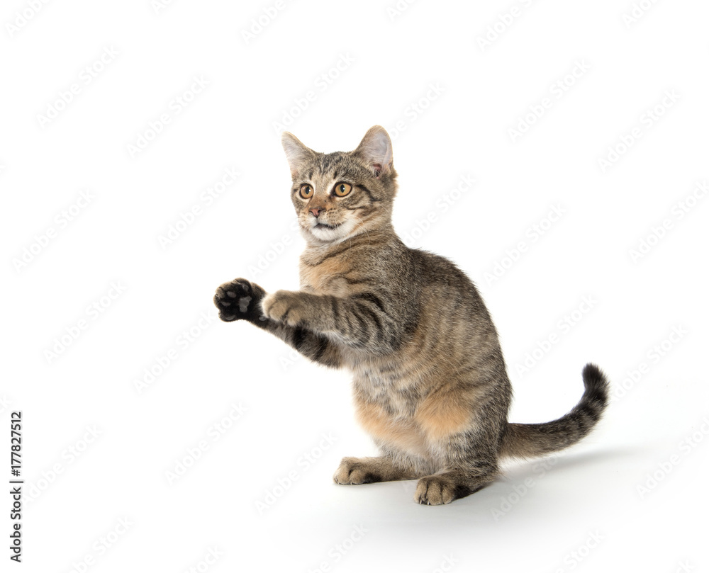 Tabby cat playing on white Tabby cat playing on white