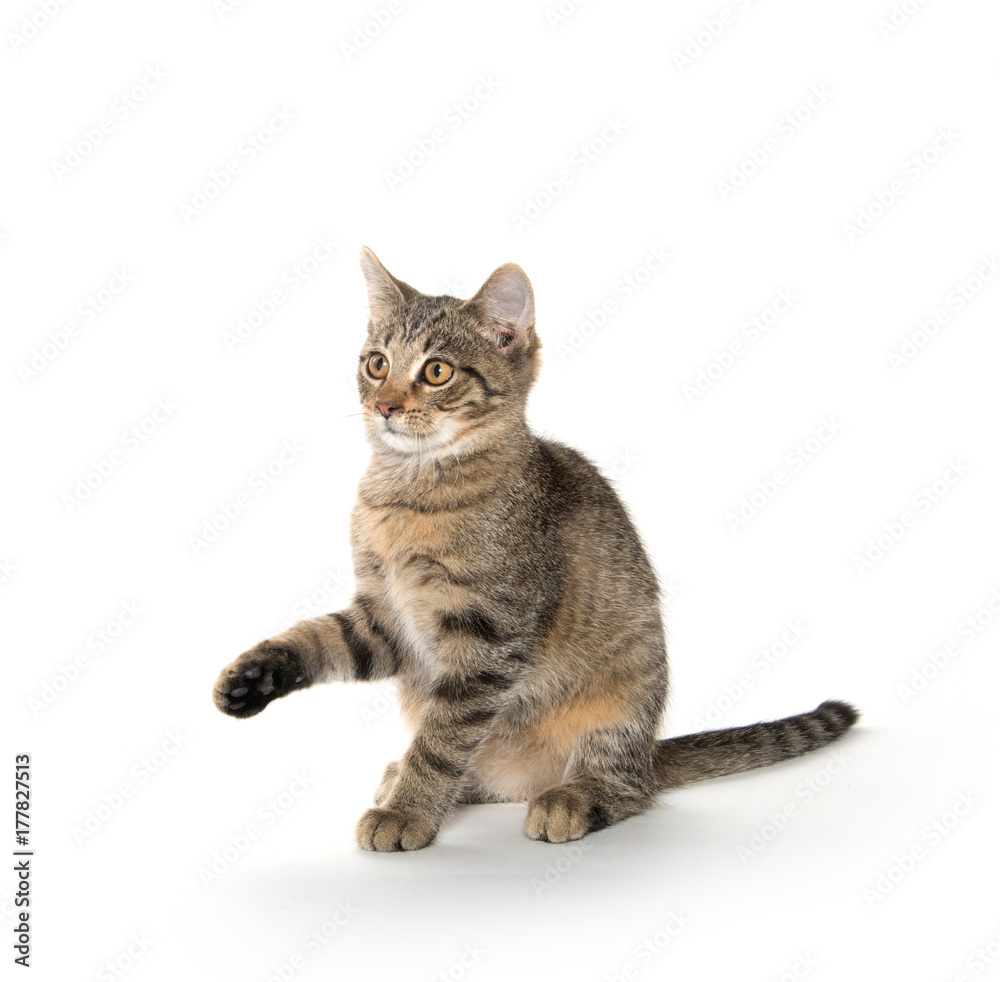 Tabby cat playing on white
