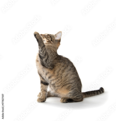 Tabby cat playing on white