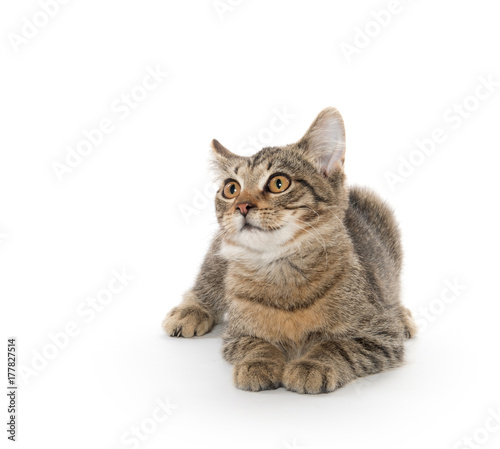 Tabby cat playing on white