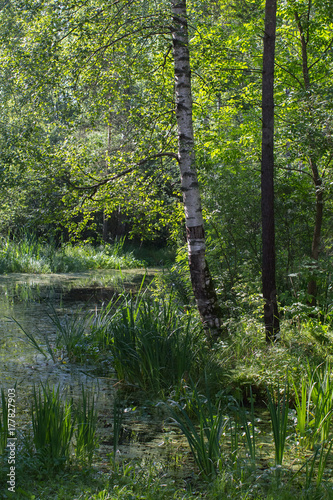 Fototapeta Naklejka Na Ścianę i Meble -  overgrown pond and birch