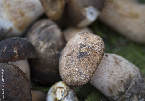 Funghi Porcini dell'Etna