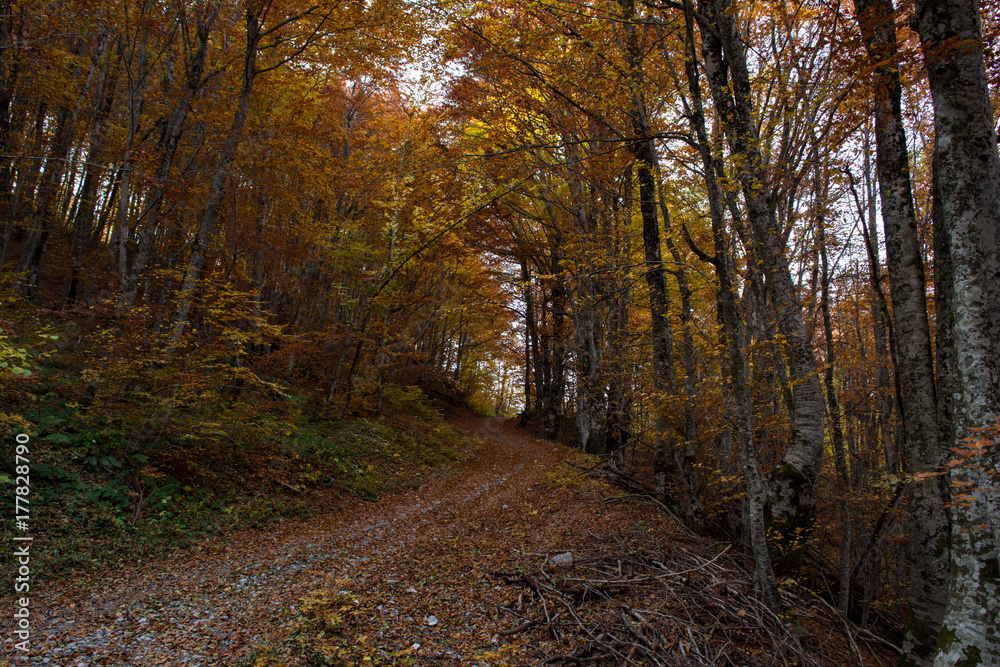 Forest path Forest path