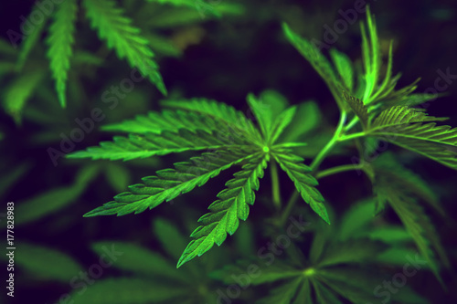  marijuana  background. bush cannabis.