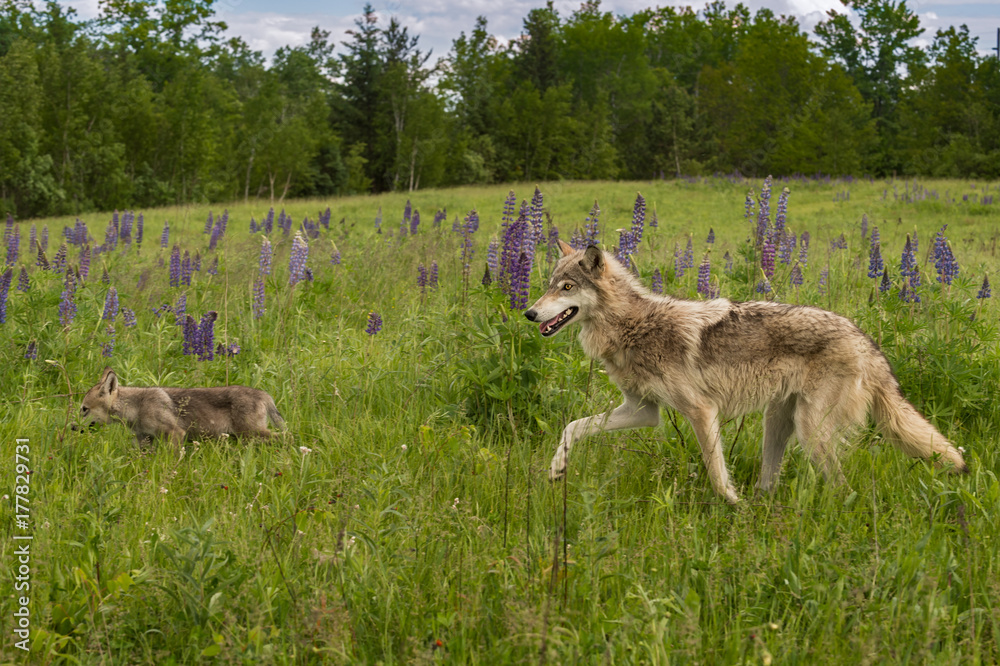 Naklejka premium Grey Wolf (Canis lupus) Follows Pup