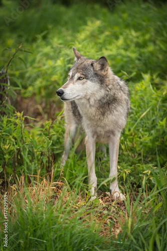 Grey Wolf (Canis lupus) Stands Looking Left © geoffkuchera