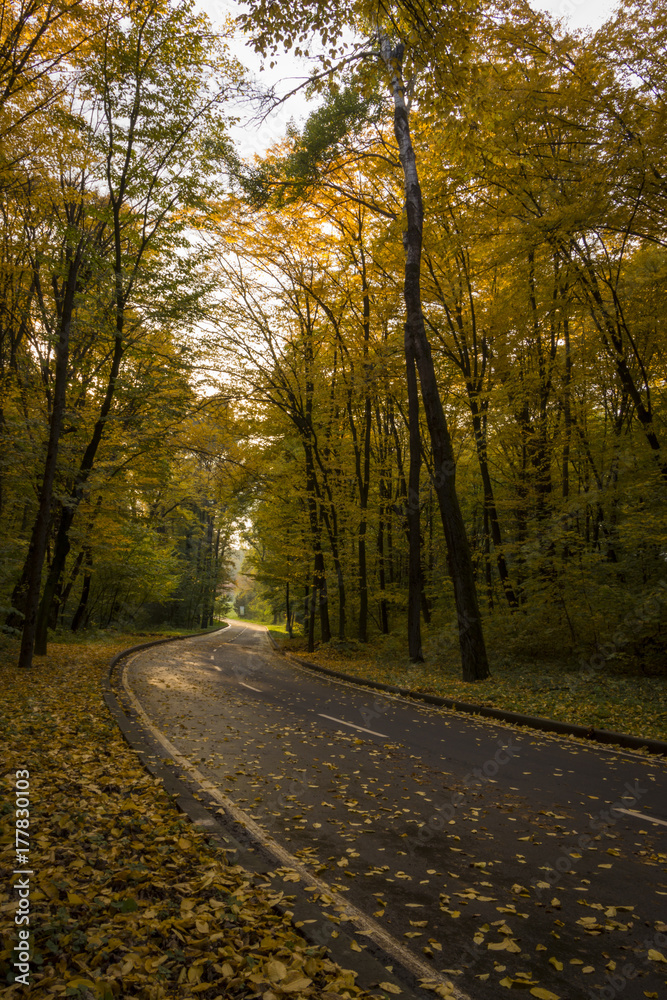 Fototapeta premium Road in the autumn forest, yellow leaves on the asphalt and trees