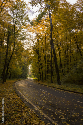 Road in the autumn forest, yellow leaves on the asphalt and trees