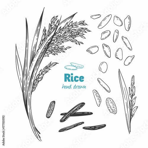 Rice vector hand drawn illustration © Olga Serova