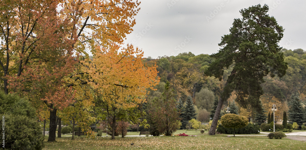 Beautiful autumn forest with yellow trees in park Beautiful autumn forest with yellow trees in park