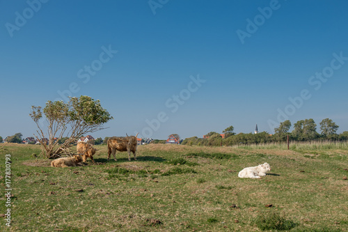 Fototapeta Naklejka Na Ścianę i Meble -  cows in meadow on Texel