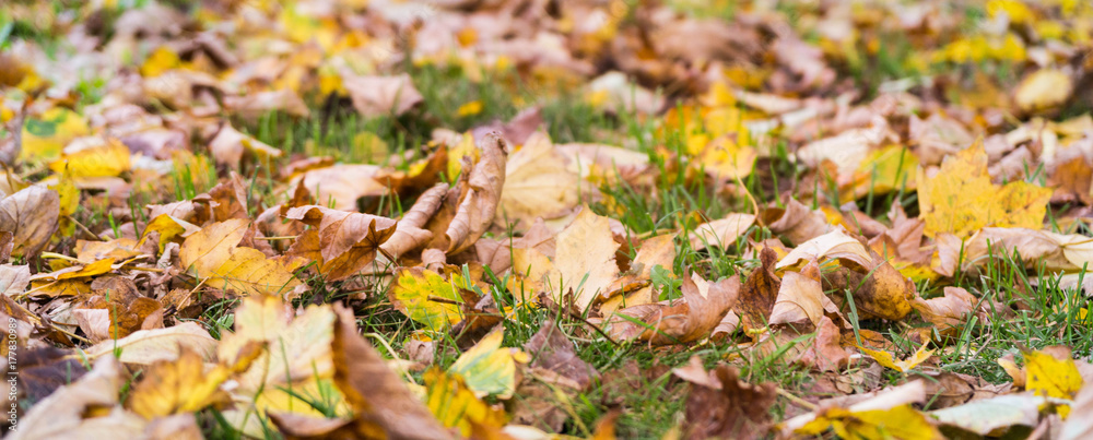 colorful leaves on the ground in autumn colorful leaves on the ground in autumn