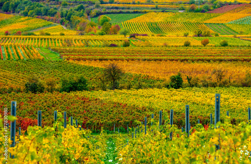 vineyard in the autumn © Uwe