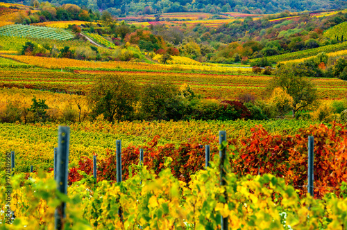 vineyard in the autumn photo