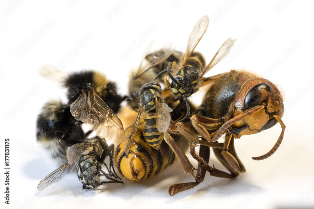Pile of dead insects on white background I Pile of dead insects on white background I