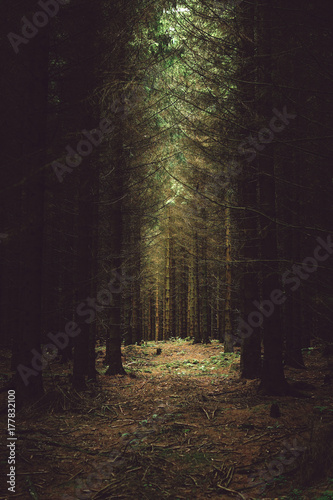 Light shining on dark dense forest floor