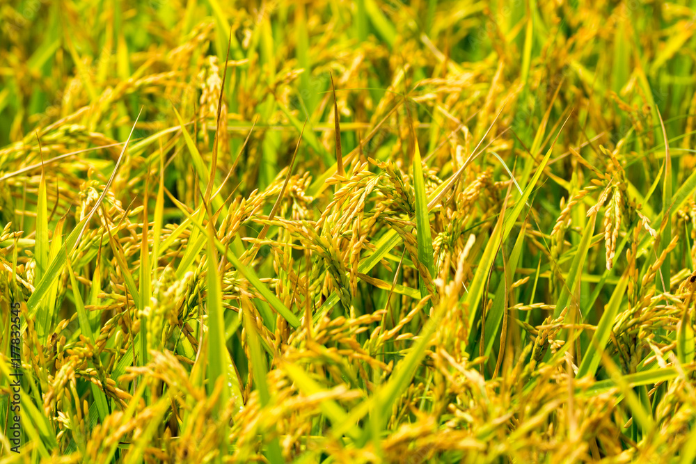 French rice plantation in Camagrue, Provence of Languedoc French rice plantation in Camagrue, Provence of Languedoc