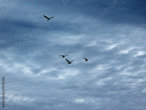 Birds in Flight Ding Darling Wildlife Refuge Sanibel Florida