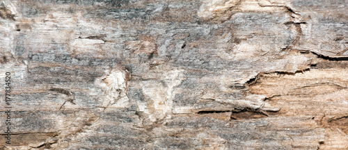 Panorama of old gray wood texture