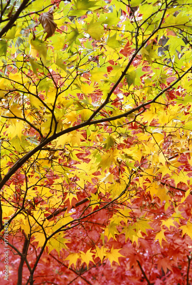 Japanese maple (acer palmatum) leaves in autumn color Japanese maple (acer palmatum) leaves in autumn color