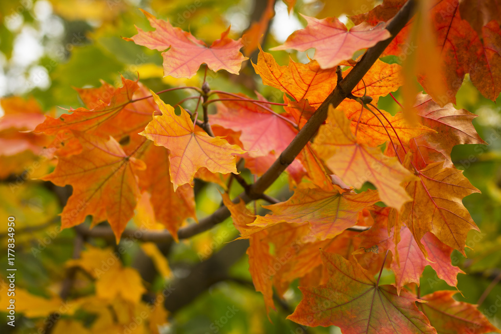 Multicolored maple leaves Multicolored maple leaves