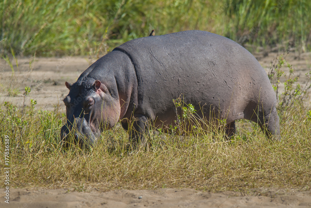 HIPPOPOTAMUS AMPHIBIUS, South Africa HIPPOPOTAMUS AMPHIBIUS, South Africa