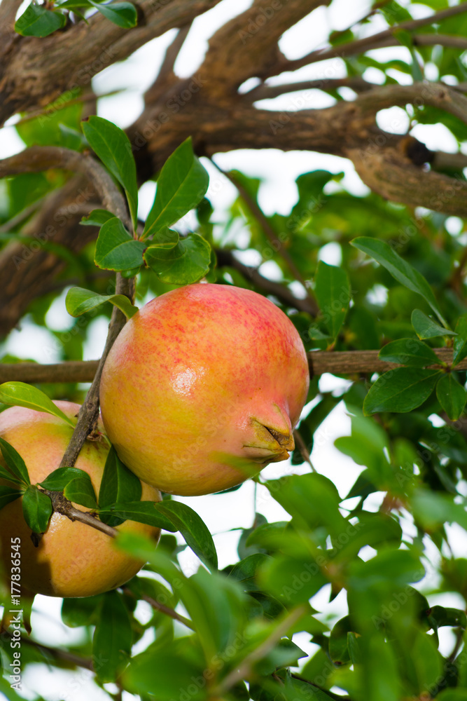 Pomegranate fruits riping on the tree Pomegranate fruits riping on the tree