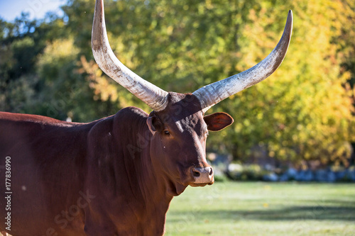 Bue dei Watussi, Bos taurus. toro con gigante corna photo