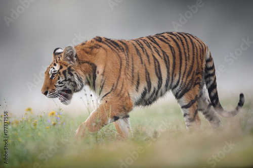 Siberian tiger on foggy summer morning