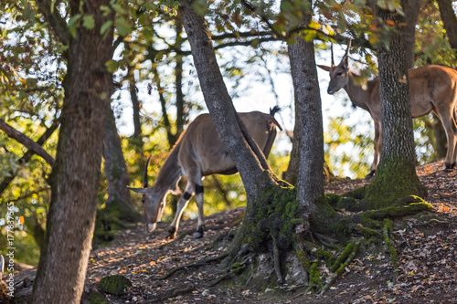 Antilope Alcina, Taurotragus oryx , foresta di montagna in autunno. Antilope gratta le corna con radice di un albero. Antilope cammina su foglie arancione in una foresta durante l autunno