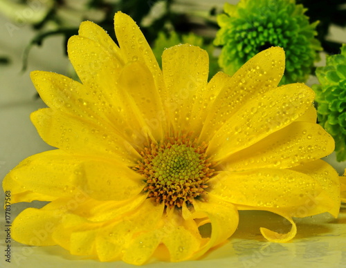 Yellow Chrysanthemum