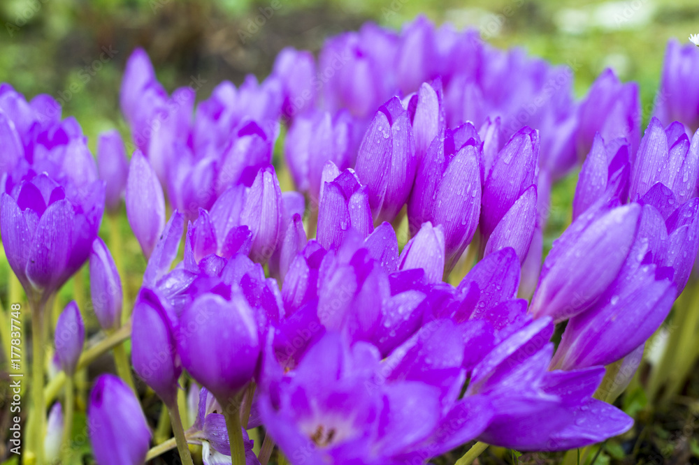 Beautiful violet crocus flowers in the garden. Beautiful violet crocus flowers in the garden.