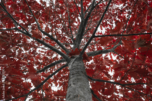 Red oak treetop with branches leading from the trunk covered in red autumn leaves. Quercus borealis, northern red oak
