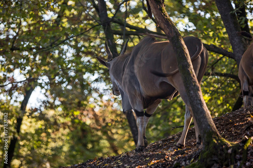 Antilope Alcina, Taurotragus oryx , foresta di montagna in autunno. Antilope gratta le corna con radice di un albero. Antilope cammina su foglie arancione in una foresta durante l autunno photo