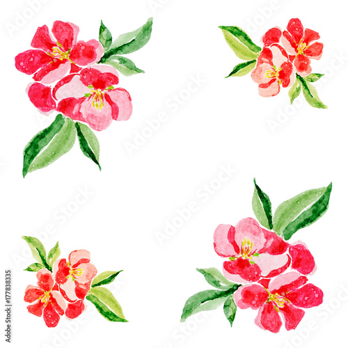 Fototapeta Naklejka Na Ścianę i Meble -  Greeting card in Japanese style. Botanical watercolor illustration of Red quince flower in blossom on white background. Could be used for web design, polygraphy or textile