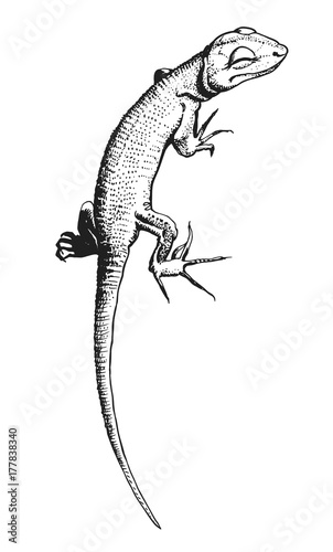 Lizard vector hand drawn illustration