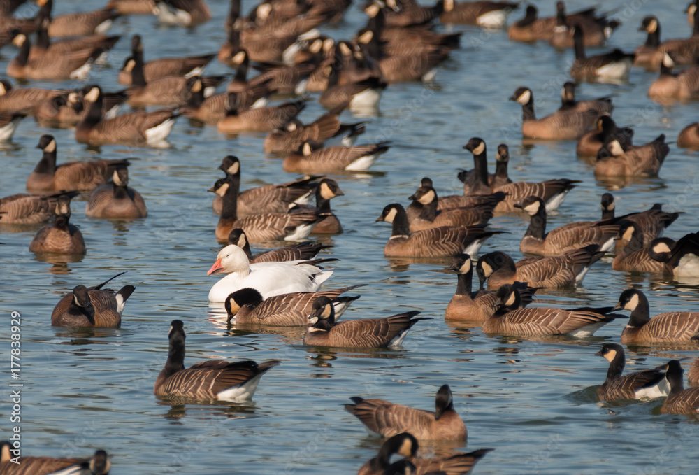 single white Snow Goose (Chen caerulescens) in a flock of Cackling Geese (Branta hutchinsii) single white Snow Goose (Chen caerulescens) in a flock of Cackling Geese (Branta hutchinsii)