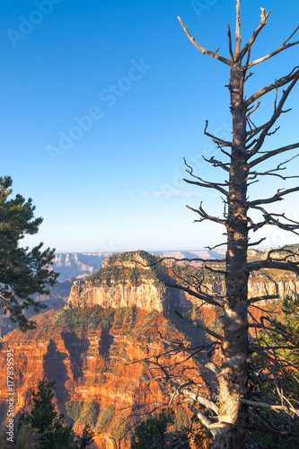 Grand Canyon spectacular sunrise view framed by stark branches of a dead standing tree