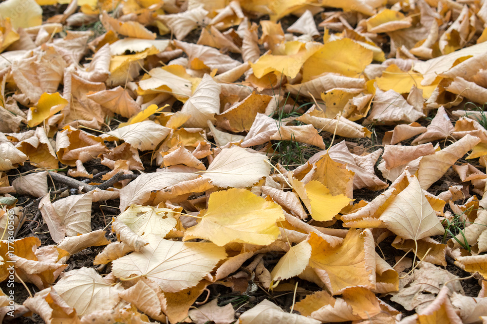 background texture of yellow leaves autumn leaf background background texture of yellow leaves autumn leaf background