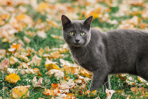 Photography Russian blue cat outdoors in autumn nature