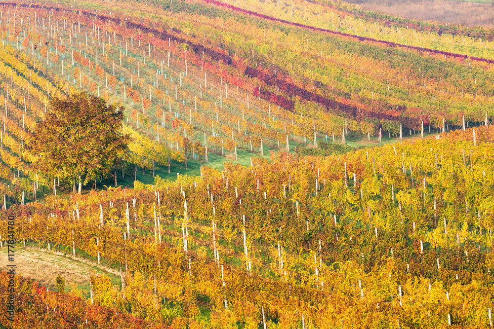Amazing autumn landscape with colorful vineyards and lonely tree in the early morning. Rows of vineyard grape vines. Grape vineyards of South Moravia near Kyjov in Czech Republic