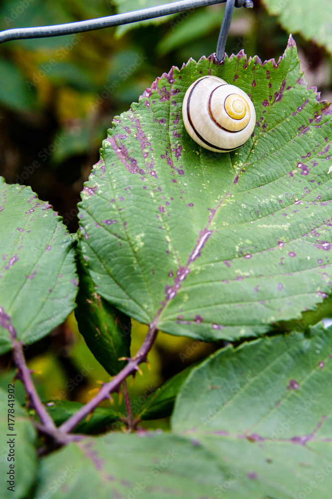 A garden banded snail with a pearly white coiled shell waiting for the rain on a bramble leaf. A garden banded snail with a pearly white coiled shell waiting for the rain on a bramble leaf.