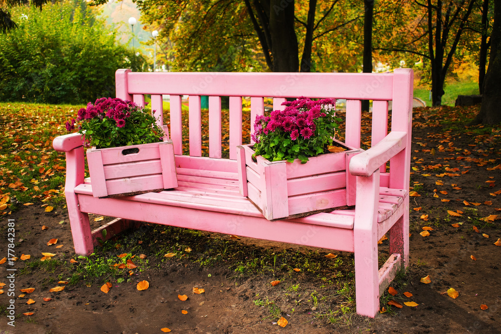Gently pink bench decorated with boxes planted with chrysanthemums in the Autumn park. Decorative boxes with flowers standing on the pink bench. Garden design. 