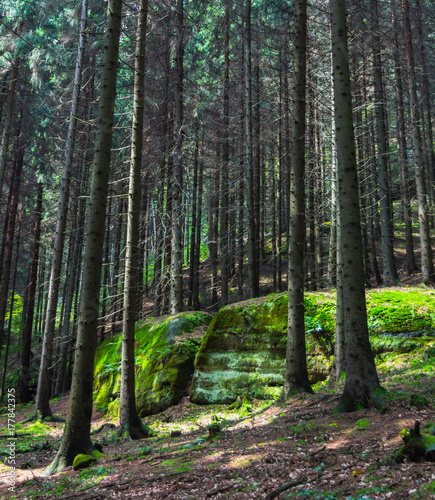 Bohemian (Czech, Saxon) Switzerland, National Park. Forest. Stones in green moss