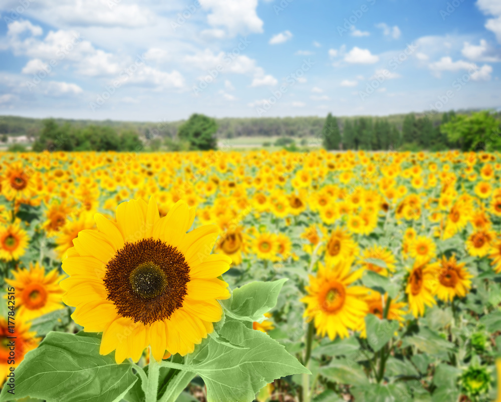 Fototapeta premium Field of colorful sunflowers at bright summer day under blue sky with clouds