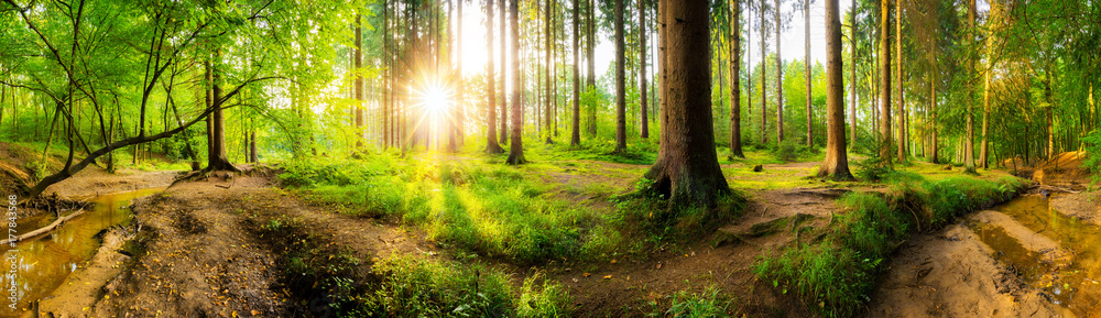 Obraz premium Piękna panorama lasu z dużymi drzewami i jasnym słońcem